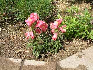 b0008825_21282759.jpg