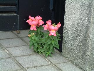 b0008825_21342426.jpg