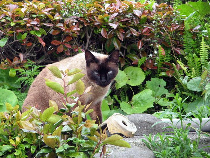 d0122127_0141275.gif