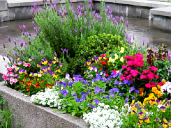 水辺の周りに植えられている色とりどりの花々。花壇が設えてありいつも綺麗な花が咲いています。季節ごとに植え替えをしているのです。