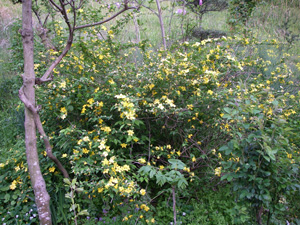 e0008833_1895857.jpg