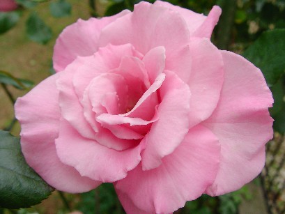 f0002833_09198.jpg