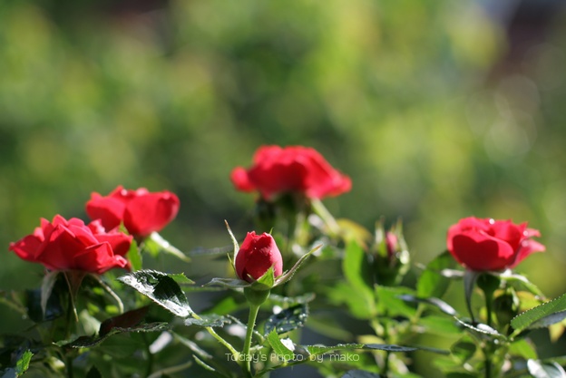 a0052156_2044471.jpg