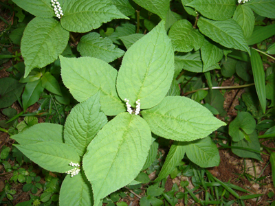 b0045357_9371892.jpg