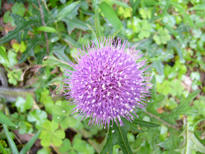 b0045357_9533486.jpg