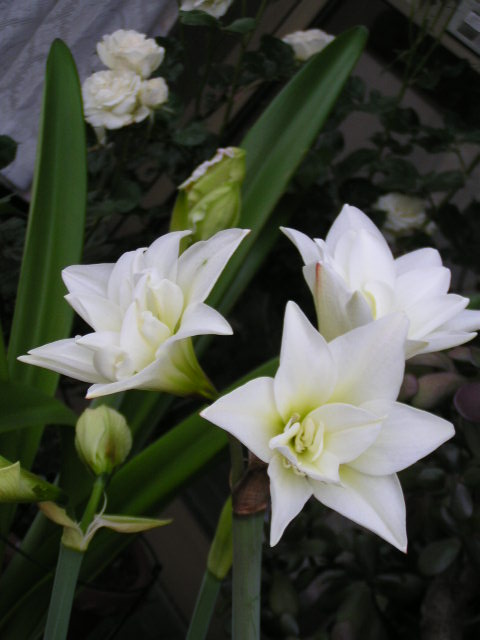 f0074659_16171138.jpg