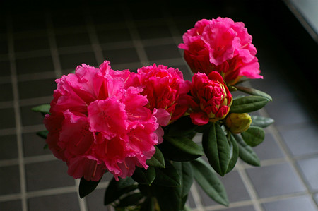 c0083364_23102766.jpg