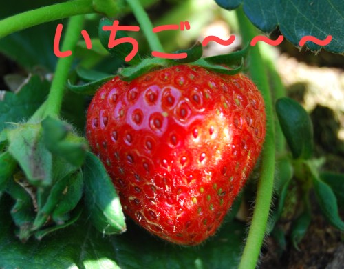 e0020166_2015188.jpg