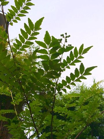 c0114069_17154911.jpg