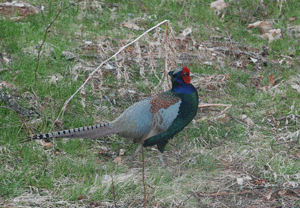 c0123272_10241425.gif