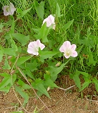 a0091680_12255246.jpg