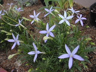 e0075686_11293887.jpg