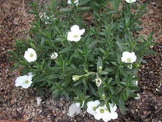 e0075686_1129545.jpg