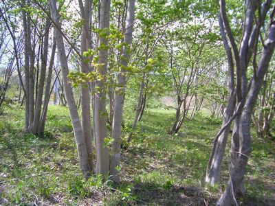 d0069498_17194151.jpg