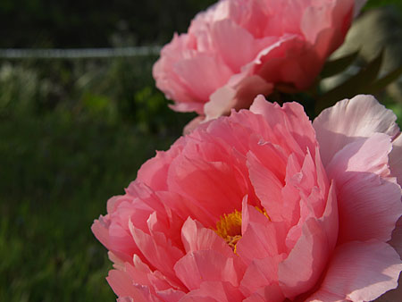 a0041508_0315136.jpg