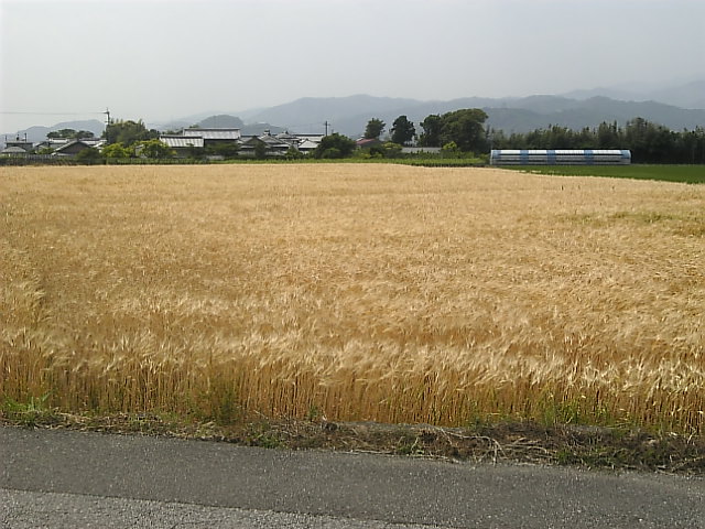 f0138934_2081393.jpg