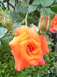 c0025852_9555690.gif