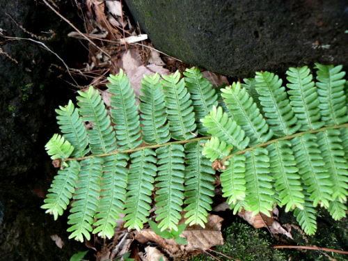 d0091754_563298.jpg