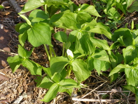 b0086858_15555669.jpg