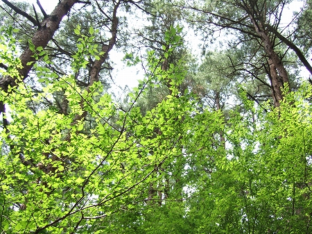 c0097558_974428.jpg