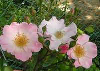 a0094959_20344769.jpg