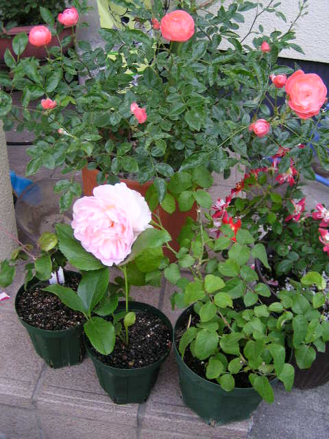 f0074659_15201875.jpg
