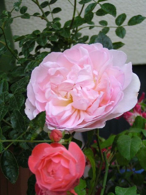 f0074659_15284081.jpg
