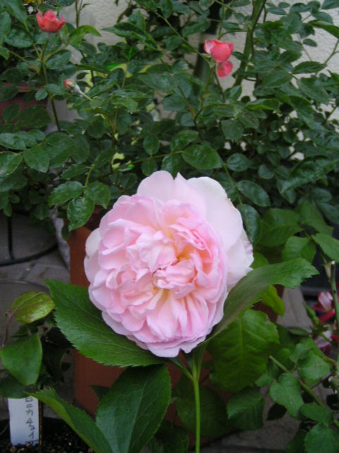 f0074659_15381055.jpg