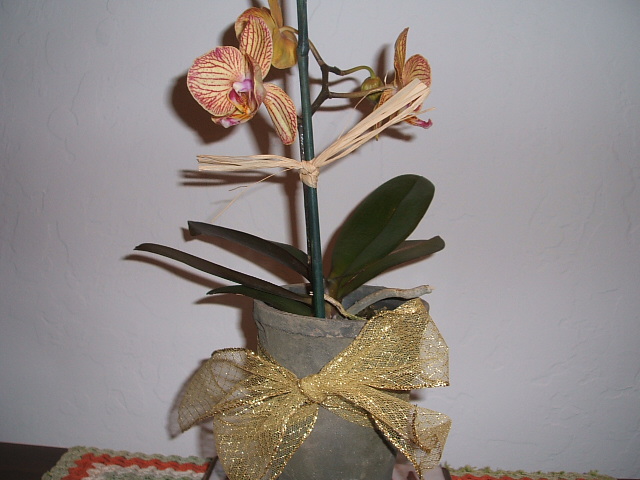c0115366_963851.jpg