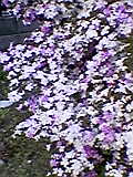 d0109373_2028711.jpg