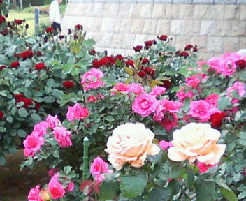 f0018790_22485892.jpg