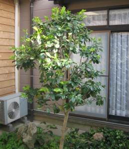 f0027396_21145113.jpg