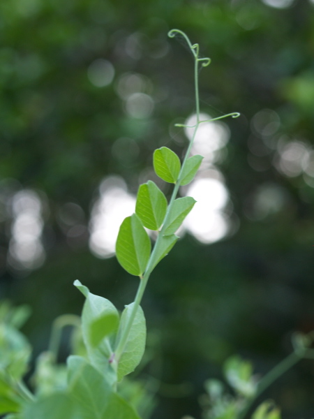 e0089001_14115294.jpg