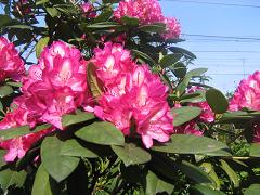b0024439_18541748.jpg