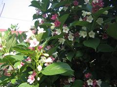 b0024439_18543555.jpg
