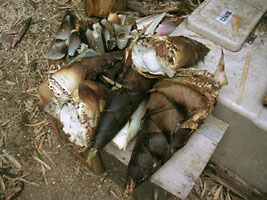 f0045066_07161.jpg
