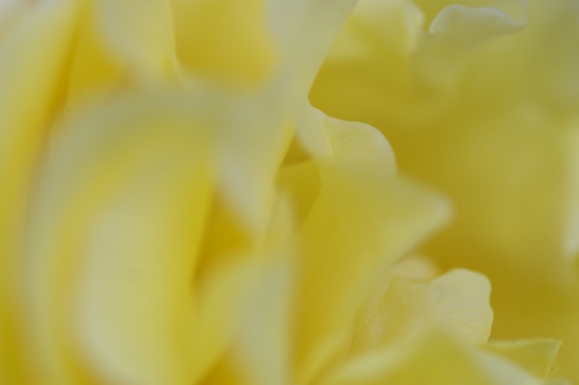 d0079278_2374290.jpg