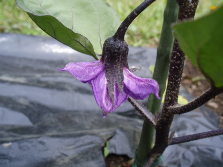 f0130894_21363045.jpg