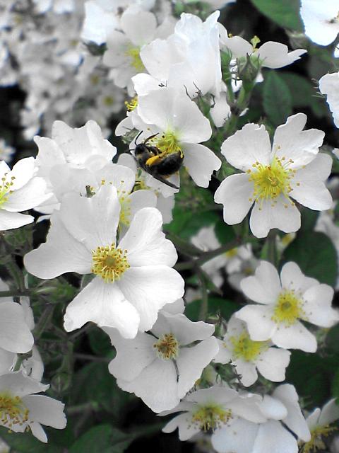 d0071507_1947559.jpg