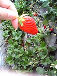 d0021810_14145630.jpg