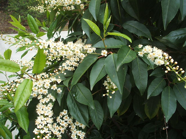 c0115366_555137.jpg