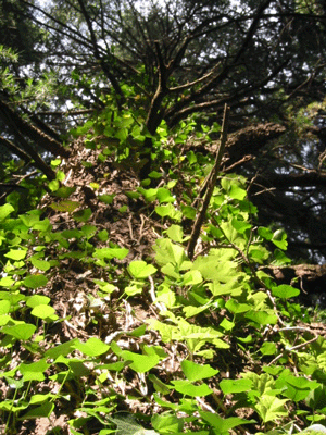 d0094868_10525314.gif