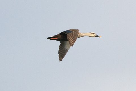 e0103903_733366.jpg