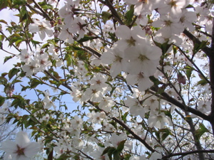 e0111220_1528180.jpg