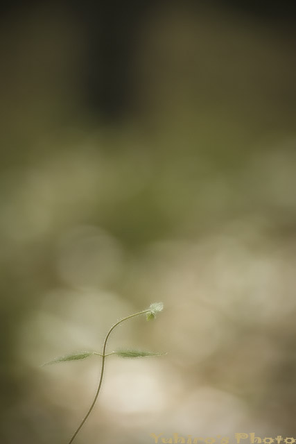 d0004832_9214527.jpg