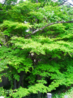 お寺の入り口付近に生えていた大きな木々。緑があまりにも綺麗だったのでパチリ。