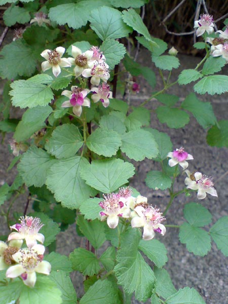 e0034047_17211259.jpg
