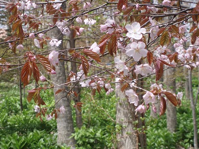 e0004756_21132021.jpg