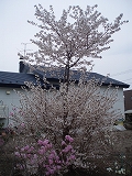 e0004756_2118203.jpg
