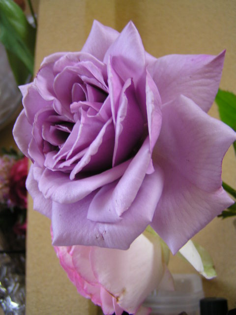 f0074659_2311641.jpg